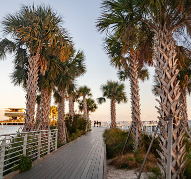 Amidst the palms at St. Pete Beach 