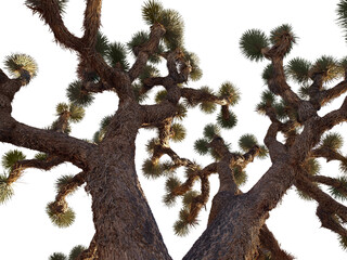 Big old Joshua Tree in California's Mojave Desert.  Isolated with cut out sky.