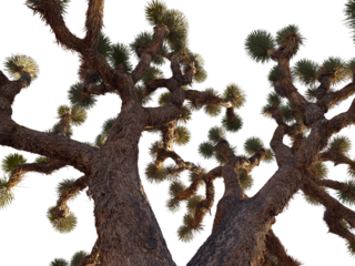 Big old Joshua Tree in California's Mojave Desert.  Isolated with cut out sky.