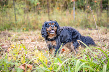 A cute dog, a Cavalier King Charles Spaniel, goes for a walk in in a vegetable garden on an autumn or late summer day.