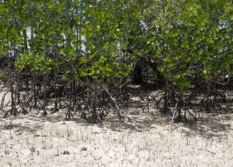 View of mangrove growing close to the sea