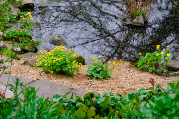 yellow spring flowers in springtime covered with rain drops