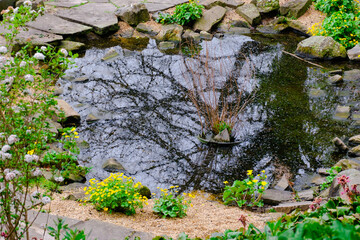 yellow spring flowers in springtime covered with rain drops