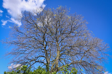 Albero ancora spoglio a inizio primavera si staglia su un cielo blu intenso con nuvole