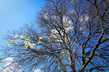 Albero ancora spoglio a inizio primavera si staglia su un cielo blu intenso con nuvole