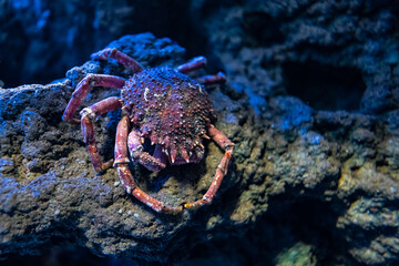 Sea spider crab resting on top of a rock at the bottom of the sea.