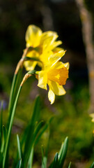 Blooming daffodils in spring in the garden