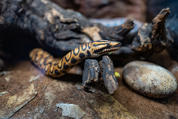 Sea snake emerging from a hole under a tree trunk.