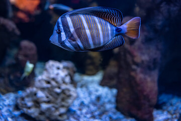 Colorful striped fish that swims quietly in the aquarium on a dark background and aquatic plants.