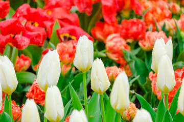 colorful blooming tulips flowers in early spring