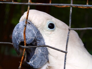 Parrot in cage