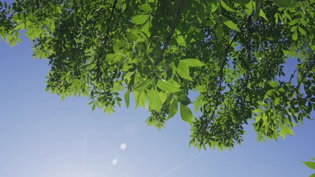 Green leaves of a tree on a bright sunny day