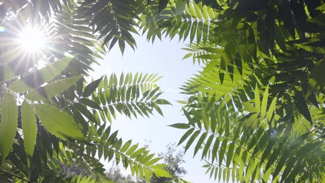 Green leaves of a tree on a bright sunny day