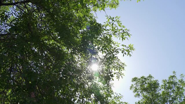 Green leaves of a tree on a bright sunny day