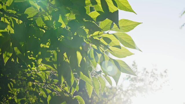 Green leaves of a tree on a bright sunny day