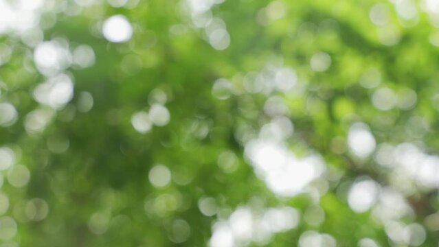 Blurred bokeh background of tree leaves