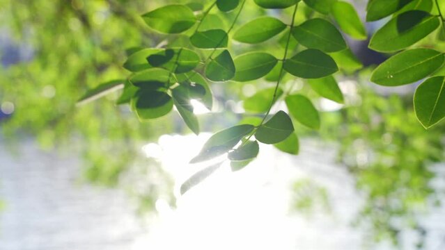 Sun shining in the sky with green leaves of a tree