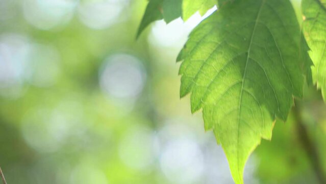 Green leaves of a tree on a bright sunny day