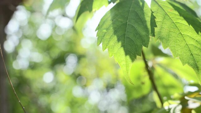 Sun shining in the sky with green leaves of a tree