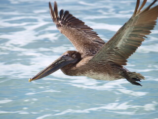 Pelican Flying in the Caribbean