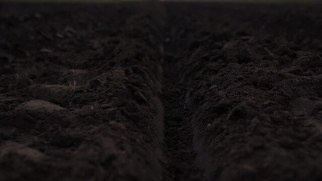 Prepared Land For Planting Potatoes