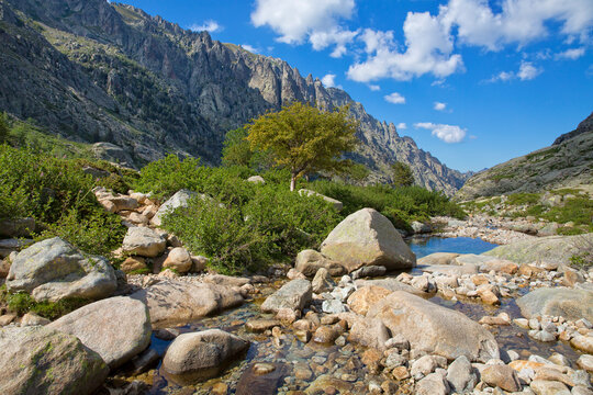Gorges of Restonica, pine tree, rocks and valley in midle of Corsica. Wild landscape in Restonica valley with crystal clear mountain river and mountains, Corsica island, France