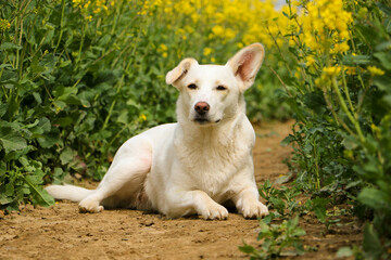 beautiful white mixed dog is lying in a track of a rape seed field
