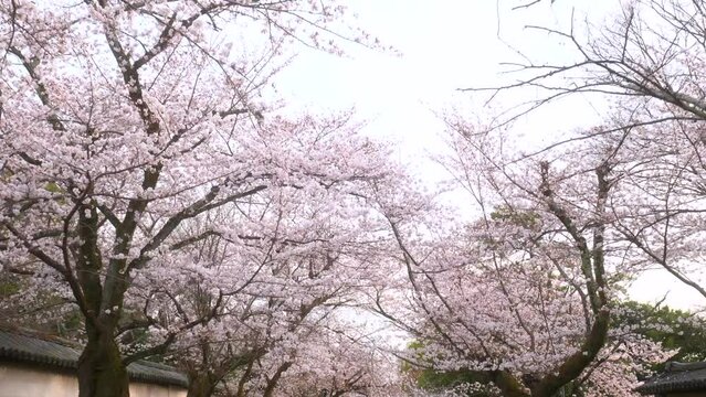 京都 醍醐寺の春景色 桜並木を歩く