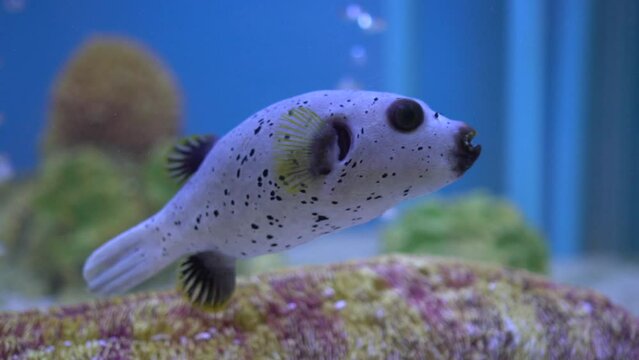 blackspotted puffer fish type of blow fish under the sea creature
