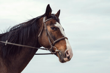 Fototapeta premium portrait of a horse