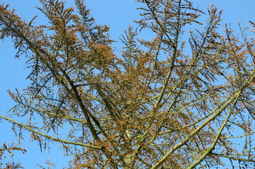 branches against blue sky