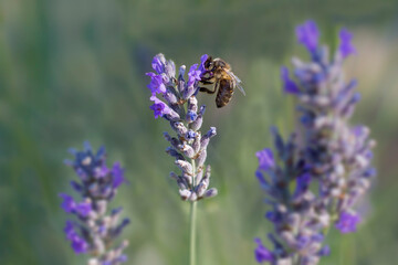 Bee on Lavender