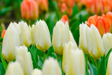 Fototapeta premium colorful blooming tulips flowers in early spring