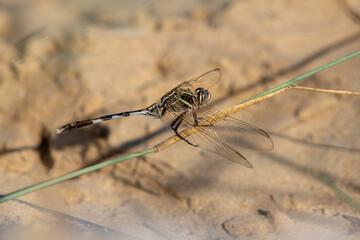 Orthetrum sabina, the slender skimmer or green marsh hawk close up in the UAE.