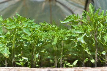 Semillero de plantas de tomate en primavera con invernadero