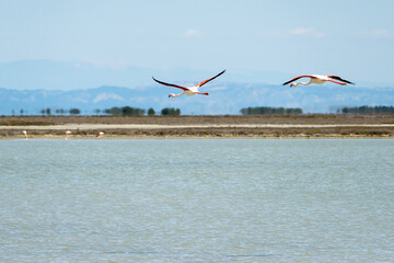 pair of flamingos in flight over water
