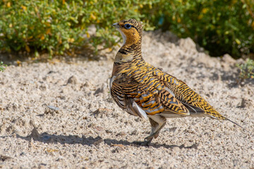 Pin-tailed sandgrouse (Pterocles alchata) in the Middle East desert close up