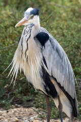 close up of a heron on the ground