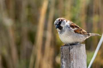 curious sparrow on a wooden post