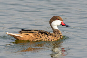A white-cheeked pintail (Anas bahamensis),  Bahama pintail or summer duck, swimming in the pond.
