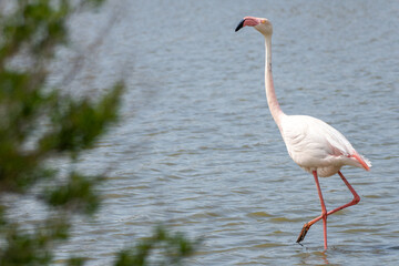 flamingo in the water