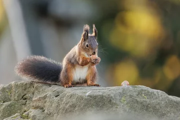 Selbstklebende Fototapeten Closeup shot of the small squirrel eating nuts on the rock © Andreas Furil/Wirestock Creators