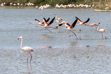 group of flamingos starting in water