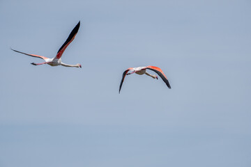 pair of flamingos in flight