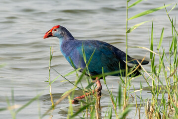 Gray Headed Swamphen (Porphyrio poliocephalus) in water at sunrise