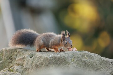 Closeup shot of the small squirrel eating nuts on the rock