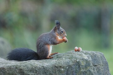 Closeup shot of the small squirrel eating nuts on the rock