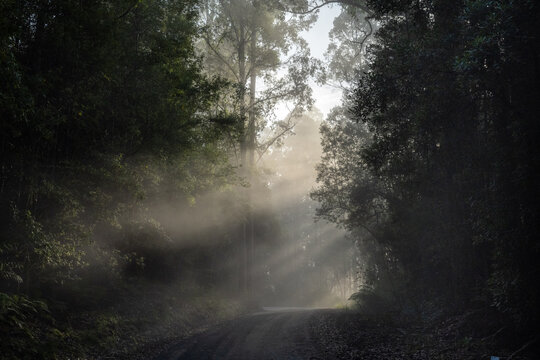 sun rays in the forest