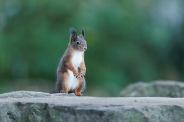 Closeup shot of the small squirrel eating nuts on the rock