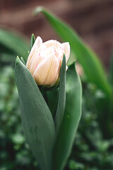Biały tulipan na każdą okazję 